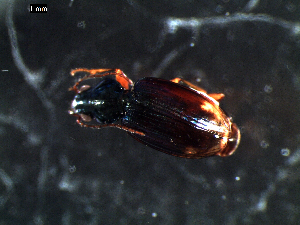  ( - DZMB_Carabidae_0295)  @11 [ ] CreativeCommons - Attribution Share-Alike (2015) Michael Raupach DZMB / Senckenberg am Meer