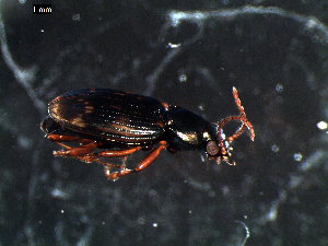  ( - DZMB_Carabidae_0296)  @12 [ ] CreativeCommons - Attribution Share-Alike (2015) Michael Raupach DZMB / Senckenberg am Meer