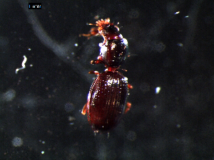  ( - DZMB_Carabidae_0303)  @12 [ ] CreativeCommons - Attribution Share-Alike (2015) Michael Raupach DZMB / Senckenberg am Meer