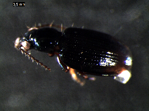  ( - DZMB_Carabidae_0318)  @12 [ ] CreativeCommons - Attribution Share-Alike (2015) Michael Raupach DZMB / Senckenberg am Meer