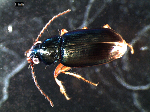  ( - DZMB_Carabidae_0319)  @12 [ ] CreativeCommons - Attribution Share-Alike (2015) Michael Raupach DZMB / Senckenberg am Meer