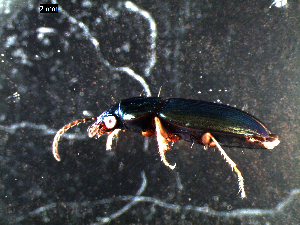  ( - DZMB_Carabidae_0320)  @12 [ ] CreativeCommons - Attribution Share-Alike (2015) Michael Raupach DZMB / Senckenberg am Meer