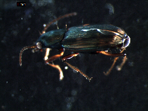  ( - DZMB_Carabidae_0331)  @12 [ ] CreativeCommons - Attribution Share-Alike (2015) Michael Raupach DZMB / Senckenberg am Meer
