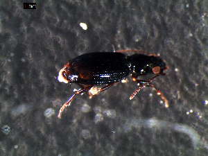  ( - DZMB_Carabidae_0340)  @12 [ ] CreativeCommons - Attribution Share-Alike (2015) Michael Raupach DZMB / Senckenberg am Meer