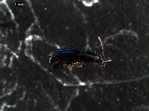  ( - DZMB_Carabidae_0341)  @12 [ ] CreativeCommons - Attribution Share-Alike (2015) Michael Raupach DZMB / Senckenberg am Meer