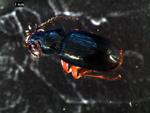 ( - DZMB_Carabidae_0343)  @12 [ ] CreativeCommons - Attribution Share-Alike (2015) Michael Raupach DZMB / Senckenberg am Meer