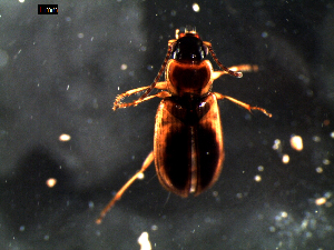  ( - DZMB_Carabidae_0355)  @12 [ ] CreativeCommons - Attribution Share-Alike (2016) Michael Raupach DZMB / Senckenberg am Meer