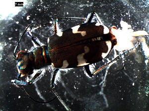  ( - DZMB_Carabidae_0391)  @12 [ ] CreativeCommons - Attribution Share-Alike (2016) Michael Raupach DZMB / Senckenberg am Meer