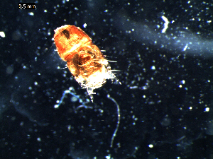  ( - DZMB_Carabidae_0395)  @12 [ ] CreativeCommons - Attribution Share-Alike (2016) Michael Raupach DZMB / Senckenberg am Meer