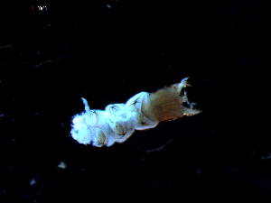  ( - DZMB_Carabidae_0397)  @12 [ ] CreativeCommons - Attribution Share-Alike (2016) Michael Raupach DZMB / Senckenberg am Meer