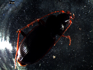  ( - DZMB_Carabidae_0431)  @12 [ ] CreativeCommons - Attribution Non-Commercial Share-Alike (2016) Michael Raupach DZMB / Senckenberg am Meer
