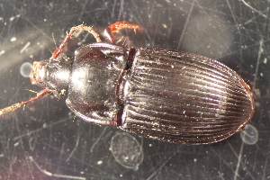  ( - DZMB_Carabidae_0628)  @12 [ ] CreativeCommons - Attribution Non-Commercial Share-Alike (2017) Michael Raupach Carl von Ossietzky University