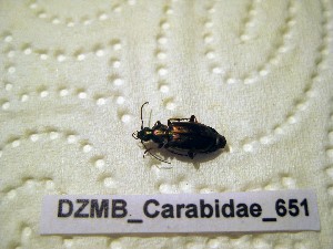  ( - DZMB_Carabidae_0651)  @12 [ ] CreativeCommons - Attribution Non-Commercial Share-Alike (2017) Michael Raupach Carl von Ossietzky University