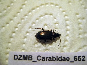  ( - DZMB_Carabidae_0652)  @12 [ ] CreativeCommons - Attribution Non-Commercial Share-Alike (2017) Michael Raupach Carl von Ossietzky University