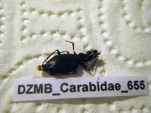  ( - DZMB_Carabidae_0655)  @12 [ ] CreativeCommons - Attribution Non-Commercial Share-Alike (2017) Michael Raupach Carl von Ossietzky University