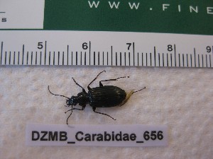  ( - DZMB_Carabidae_0656)  @12 [ ] CreativeCommons - Attribution Non-Commercial Share-Alike (2017) Michael Raupach Carl von Ossietzky University