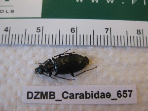  ( - DZMB_Carabidae_0657)  @12 [ ] CreativeCommons - Attribution Non-Commercial Share-Alike (2017) Michael Raupach Carl von Ossietzky University