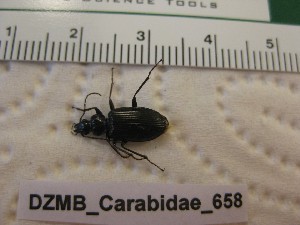  ( - DZMB_Carabidae_0658)  @12 [ ] CreativeCommons - Attribution Non-Commercial Share-Alike (2017) Michael Raupach Carl von Ossietzky University