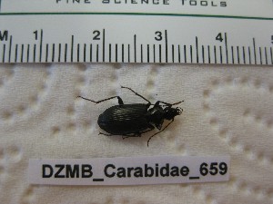  ( - DZMB_Carabidae_0659)  @11 [ ] CreativeCommons - Attribution Non-Commercial Share-Alike (2017) Michael Raupach Carl von Ossietzky University