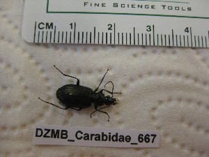  ( - DZMB_Carabidae_0667)  @12 [ ] CreativeCommons - Attribution Non-Commercial Share-Alike (2017) Michael Raupach Carl von Ossietzky University