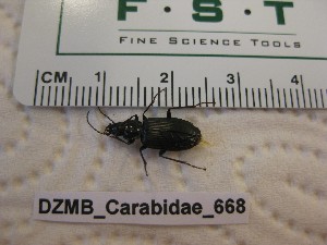  ( - DZMB_Carabidae_0668)  @12 [ ] CreativeCommons - Attribution Non-Commercial Share-Alike (2017) Michael Raupach Carl von Ossietzky University