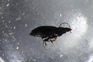  ( - DZMB_Carabidae_0671)  @12 [ ] CreativeCommons - Attribution Non-Commercial Share-Alike (2017) Michael Raupach Carl von Ossietzky University