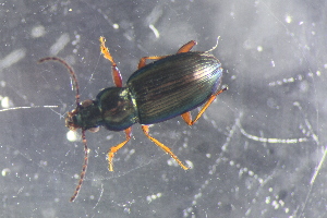  ( - DZMB_Carabidae_0677)  @13 [ ] CreativeCommons - Attribution Non-Commercial Share-Alike (2017) Michael Raupach Carl von Ossietzky University