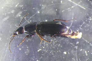  ( - DZMB_Carabidae_0679)  @13 [ ] CreativeCommons - Attribution Non-Commercial Share-Alike (2017) Michael Raupach Carl von Ossietzky University