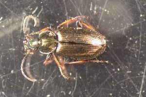  ( - DZMB_Carabidae_0680)  @13 [ ] CreativeCommons - Attribution Non-Commercial Share-Alike (2017) Michael Raupach Carl von Ossietzky University