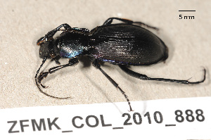  (Carabus violaceus violaceus - ZFMK_COL_2010_888)  @13 [ ] CreativeCommons - Attribution Non-Commercial Share-Alike (2011) Armin Rose ZFMK