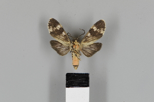  (Eucereon punctata - DR14_0407)  @11 [ ] CreativeCommons - Attribution Non-Commercial Share-Alike (2018) Martina Wieser Dept of Botany and Biodiversity Research