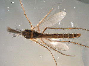  ( - PEPI-01-C10)  @11 [ ] CreativeCommons - Attribution (2010) CBG Photography Group Centre for Biodiversity Genomics