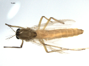  ( - PEPI-01-G02)  @11 [ ] CreativeCommons - Attribution (2010) CBG Photography Group Centre for Biodiversity Genomics