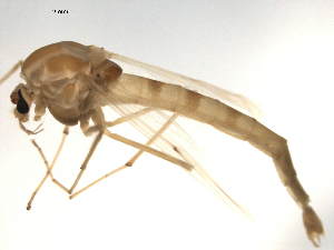  ( - PEPI-01-G10)  @11 [ ] CreativeCommons - Attribution (2010) CBG Photography Group Centre for Biodiversity Genomics