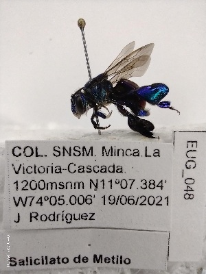  (Euglossa sp. BOLD:AEM3190 - EUG_048)  @11 [ ] by-nc-sa (2021) J. Rodriguez Universidad del Atlantico