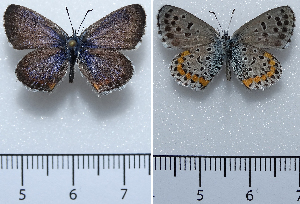  ( - RVcoll15Q003)  @11 [ ] Copyright (2016) Nikola Micevski Macedonian Entomological Society (ENTOMAK)