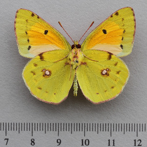  (Colias caucasica - RVcoll.14-N841)  @14 [ ] Copyright (2015) Martin Gascoigne-Pees Unspecified