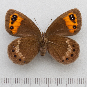  (Erebia meolans - RVcoll.14-N912)  @14 [ ] Copyright (2015) Martin Gascoigne-Pees Unspecified
