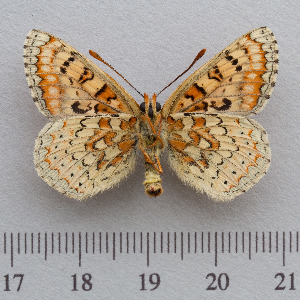  (Euphydryas desfontainii - RVcoll.14-N933)  @15 [ ] Copyright (2015) Martin Gascoigne-Pees Unspecified