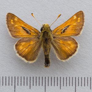  (Hesperia comma - RVcoll.14-N950)  @14 [ ] Copyright (2015) Martin Gascoigne-Pees Unspecified