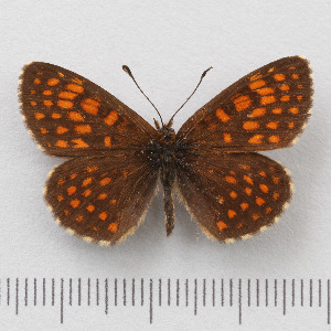  (Melitaea britomartis - RVcoll.14-O126)  @14 [ ] Copyright (2015) Martin Gascoigne-Pees Unspecified