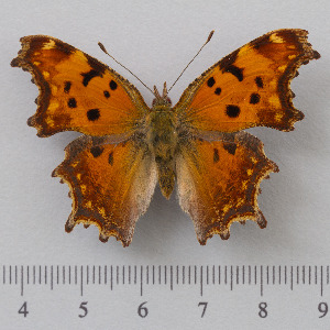  (Polygonia - RVcoll.14-O191)  @15 [ ] Copyright (2015) Martin Gascoigne-Pees Unspecified