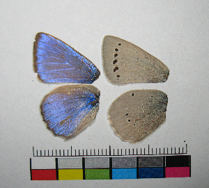  ( - RVcoll.06-G520)  @12 [ ] Butterfly Diversity and Evolution Lab (2014) Roger Vila Institute of Evolutionary Biology