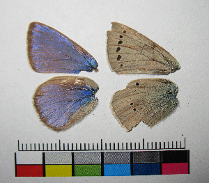  ( - RVcoll.07-Z063)  @12 [ ] Butterfly Diversity and Evolution Lab (2014) Roger Vila Institute of Evolutionary Biology
