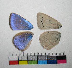  ( - RVcoll.08-J704)  @12 [ ] Butterfly Diversity and Evolution Lab (2014) Roger Vila Institute of Evolutionary Biology