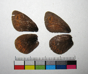  ( - RVcoll.14-F345)  @12 [ ] Copyright (2015) Vlad Dinca Institut de Biologia Evolutiva (CSIC-UPF)