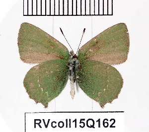  (Callophrys succuba - RVcoll15Q162)  @13 [ ] Copyright (2016) Anatoly Krupitsky Unspecified