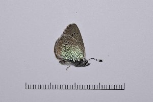  (Neolysandra coelestina - RVcoll14A937)  @13 [ ] Copyright (2016) Roger Vila Institut de Biologia Evolutiva (CSIC-UPF), Butterfly Diversity and Evolution Lab