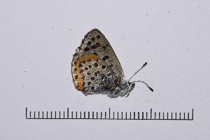  ( - RVcoll14A947)  @11 [ ] Copyright (2016) Roger Vila Institut de Biologia Evolutiva (CSIC-UPF), Butterfly Diversity and Evolution Lab