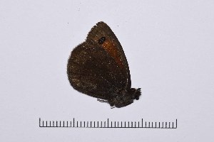  ( - RVcoll14A994)  @12 [ ] Copyright (2016) Roger Vila Institut de Biologia Evolutiva (CSIC-UPF), Butterfly Diversity and Evolution Lab